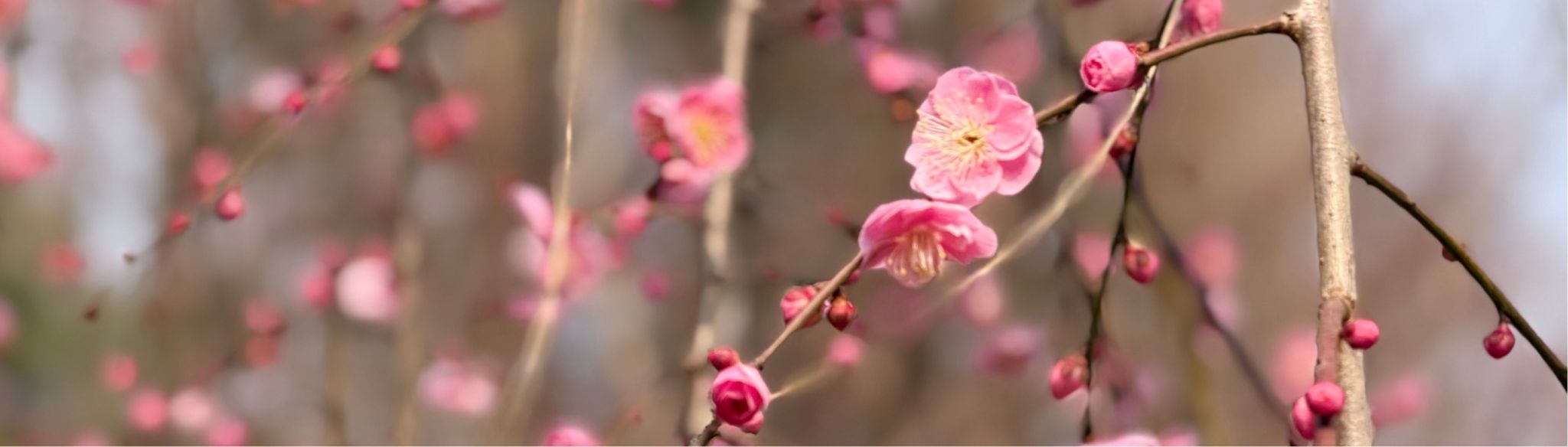 用人单位邀请函｜西南财经大学2026届毕业生春季校园招聘活动安排